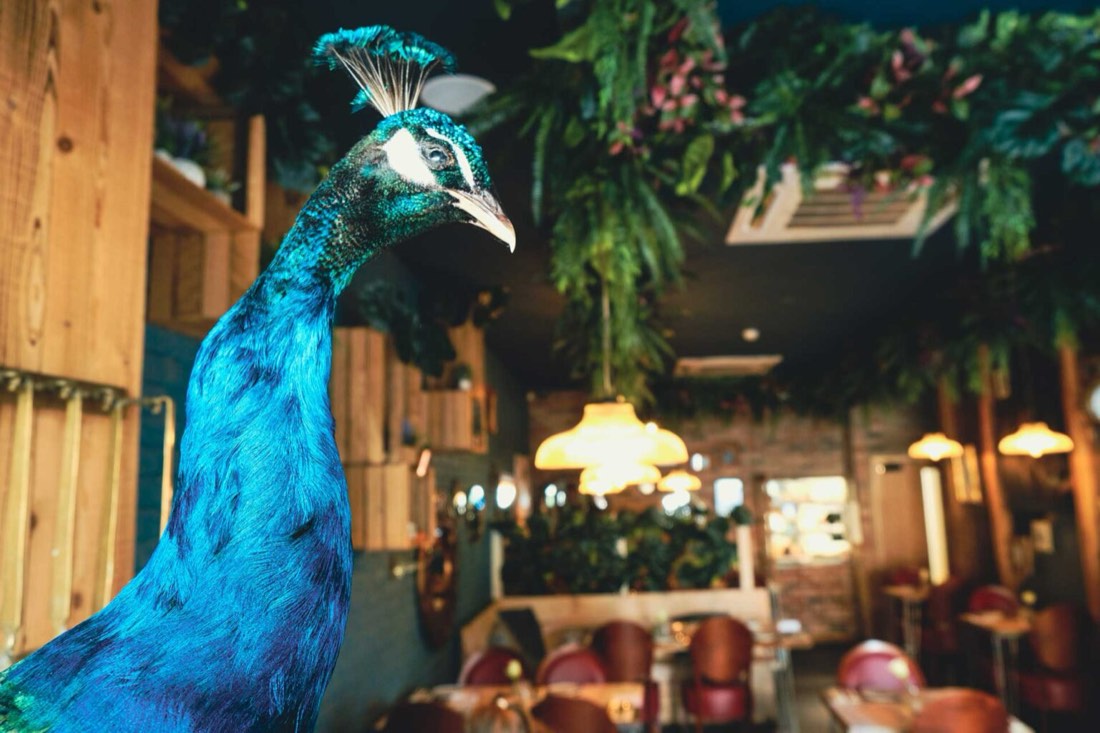 The peacock at Phranakhon Harrogate
